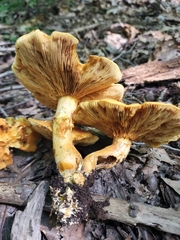 Gymnopilus subspectabilis