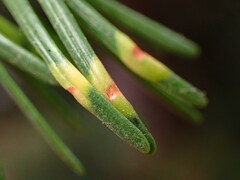 Contarinia pseudotsugae