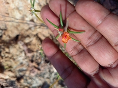 Portulaca suffrutescens
