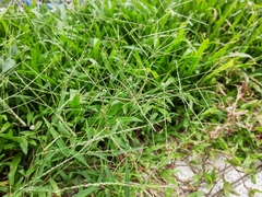 Digitaria radicosa