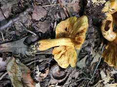 Gymnopilus subspectabilis