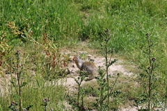 Urocitellus columbianus