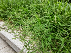 Digitaria radicosa