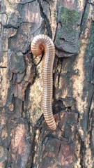 Thyropygus allevatus