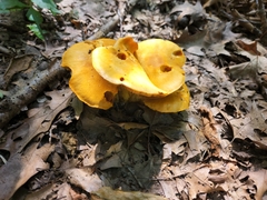 Gymnopilus subspectabilis