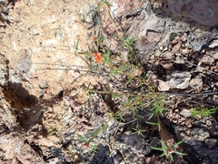 Portulaca suffrutescens