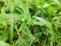 Scleromitrion diffusum