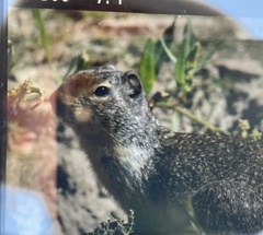 Urocitellus columbianus