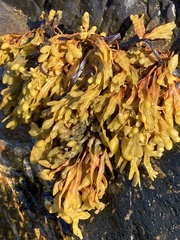 Fucus
