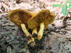Gymnopilus subspectabilis
