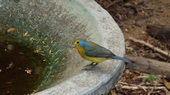 Passerina leclancherii