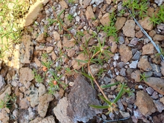 Portulaca suffrutescens