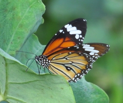 Danaus genutia