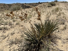 Yucca baileyi