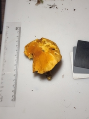 Gymnopilus subspectabilis