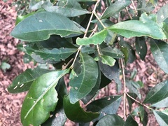Cyclophyllum coprosmoides