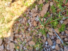 Portulaca suffrutescens