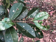 Cyclophyllum coprosmoides