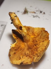 Gymnopilus subspectabilis