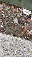 Thyropygus allevatus