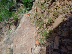 Portulaca suffrutescens