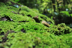 Leucobryum