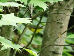 Cardellina canadensis