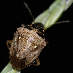 Eysarcoris ventralis