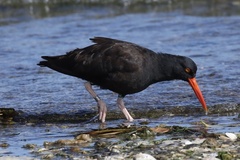 Haematopus bachmani