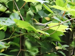Setophaga pensylvanica