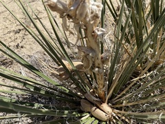 Yucca baileyi