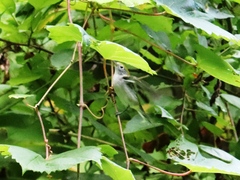 Setophaga pensylvanica