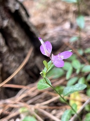 Rhinotropis californica