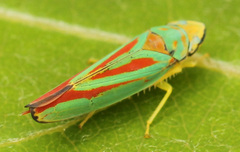 Graphocephala