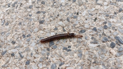 Thyropygus allevatus