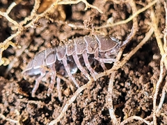 Armadillidium vulgare