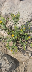 Grindelia squarrosa