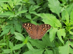 Junonia lemonias