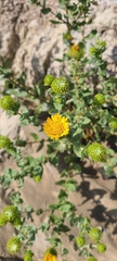 Grindelia squarrosa