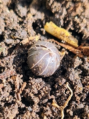 Armadillidium vulgare