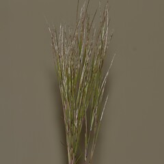 Schizachyrium condensatum