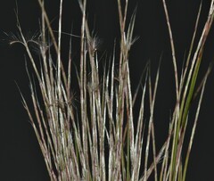 Schizachyrium condensatum