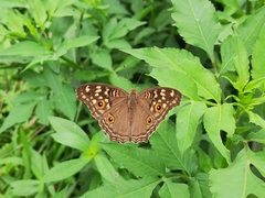 Junonia lemonias