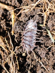 Armadillidium vulgare