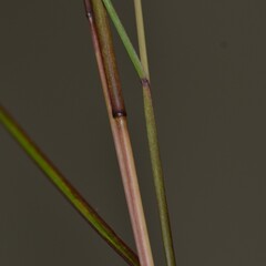 Schizachyrium condensatum