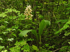 Govenia liliacea