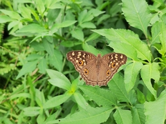 Junonia lemonias