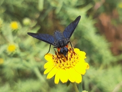 Cyananthrax cyanopterus