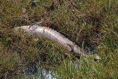 Acipenser transmontanus