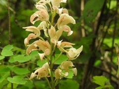 Govenia liliacea